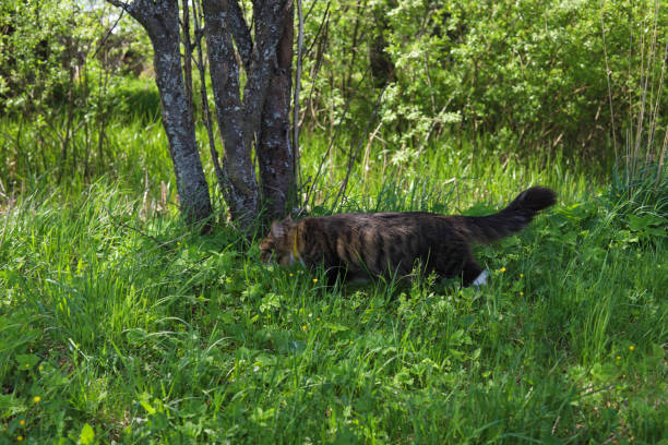 istock A fluffy cat sneaks in the green grass under a tree on a summer sunny day 1351346592