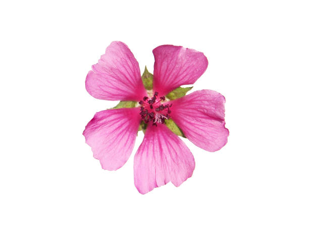 istock Pink flower of mallow isolated on white 1351347597