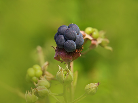 European dewberry ripe fruit in summer, Rubus caesius