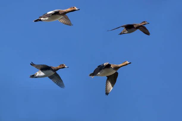 istock eurasian wigeons in flying 1351348688
