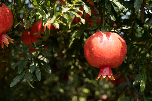 A red pomegranate grove is ready to be picked