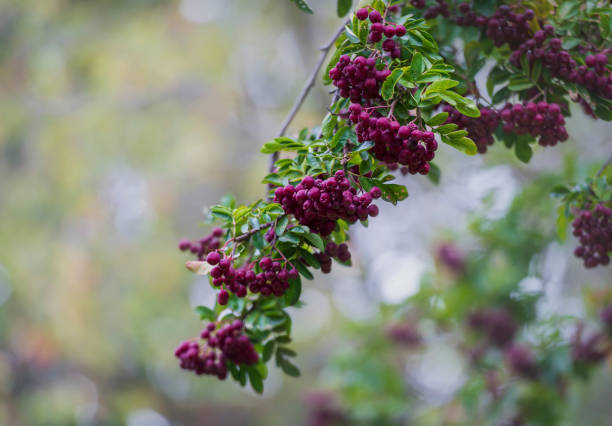 Ripe bunches of pomegranate berries. The hybrid sweet variety was bred by the Russian breeder Michurin by crossing the common mountain ash and chokeberry (Aronia melanocarpa).