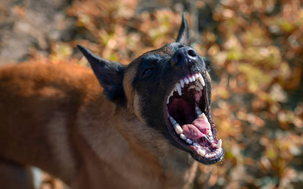 Aggressive grin of the Belgian Malinois A young Belgian Shepherd Dog, Malinois, barks viciously, baring a row of gorgeous white teeth. The angry dog wrinkles his nose in displeasure. nasty dog stock pictures, royalty-free photos & images