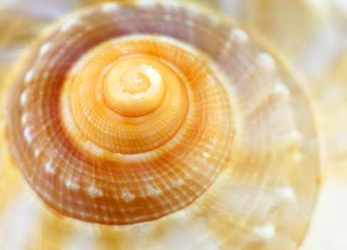 Macro on the shell of a marine mollusk.