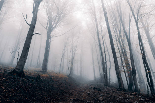 istock Dark misty forest in the mountains, Bieszczady Mountains, Poland 1351349587