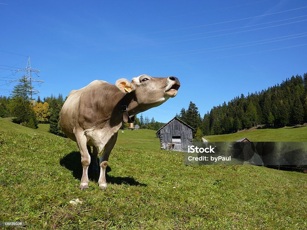 Roaring Rindsleder - Lizenzfrei Bundesland Tirol Stock-Foto