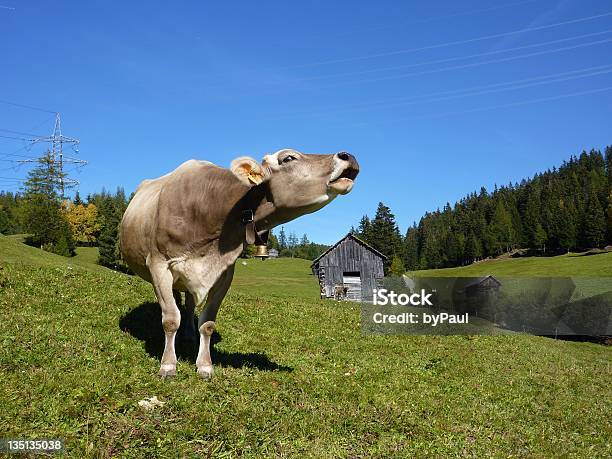 Roaring Rindsleder Stockfoto und mehr Bilder von Bundesland Tirol - Bundesland Tirol, Fleisch, Fotografie