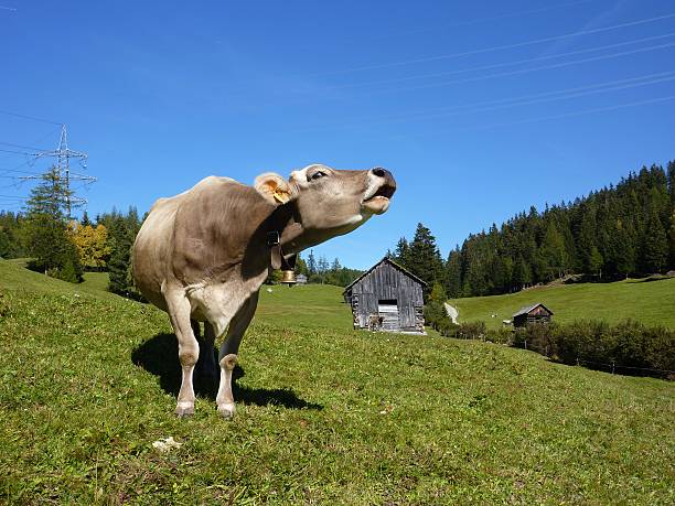 roaring vaca - bergwiese - fotografias e filmes do acervo