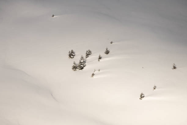 istock Freeride in fresh powder snow 1351351375
