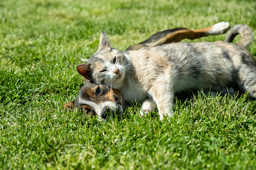 A young dog and cat patiently posing for a photo.