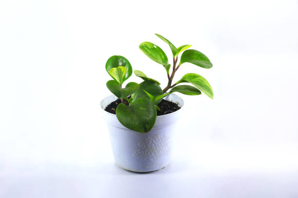 istock Peperomia Obtusifolia (peperomia Green or Baby Rubber Plant) on white background 1351353563
