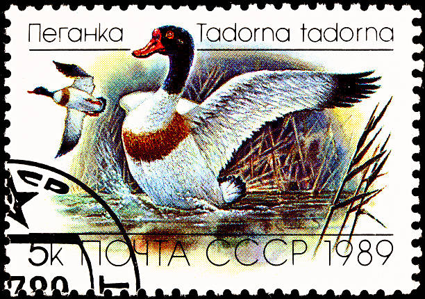 istock Flying Common Shelduck, Tadorna tadorna- 135135363