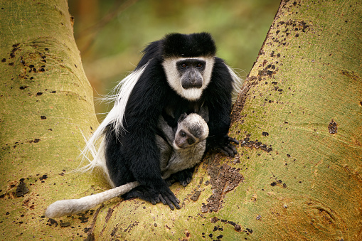Colobo blanco y negro o colobi - Colobus guereza, mono nativo de África, relacionado con el mono colobo rojo de Piliocolobus, cola larga, hembra con cachorro de niño pequeño en el árbol en Kenia. photo