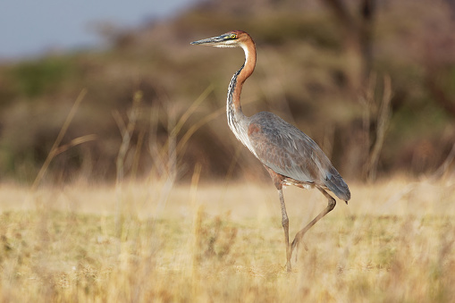 Goliath Heron - Ardea goliath also Giant heron, large wading bird of the heron family Ardeidae, found in sub-Saharan Africa, in Southwest and South Asia, standing and hunting in Kenya.