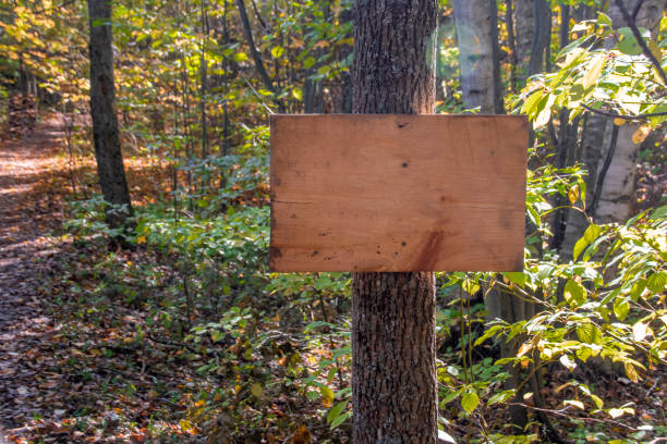 istock Blank Wooden Sign on a Tree in a Forest 1351358323