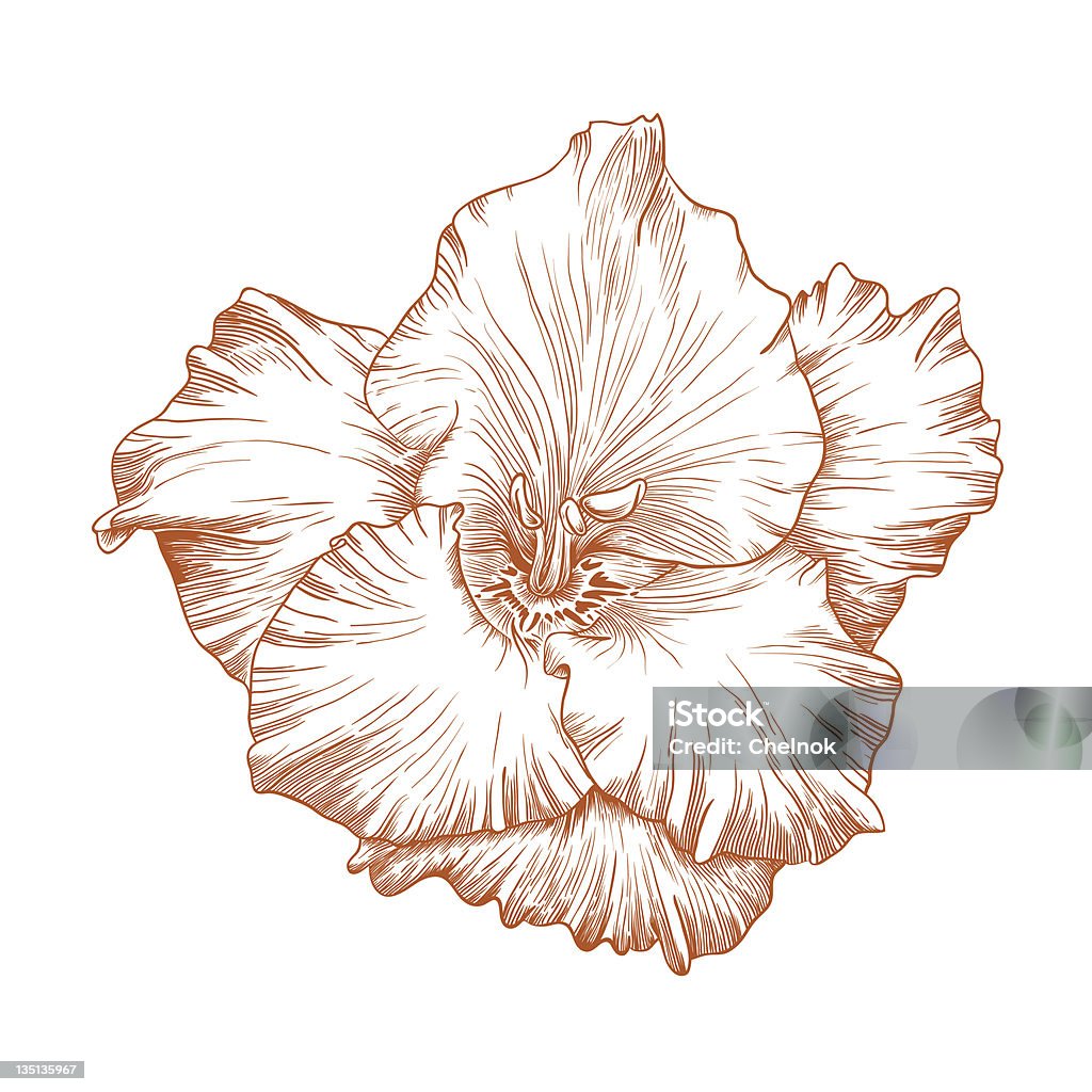 Vecteur Glaïeul fleur. - clipart vectoriel de Glaïeul libre de droits