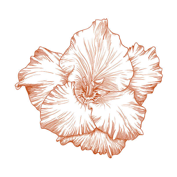 Vector gladiolus flower. vector art illustration