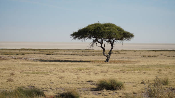 istock Impressions from Etosha National Park in Namibia, Southern Africa. 1351360310