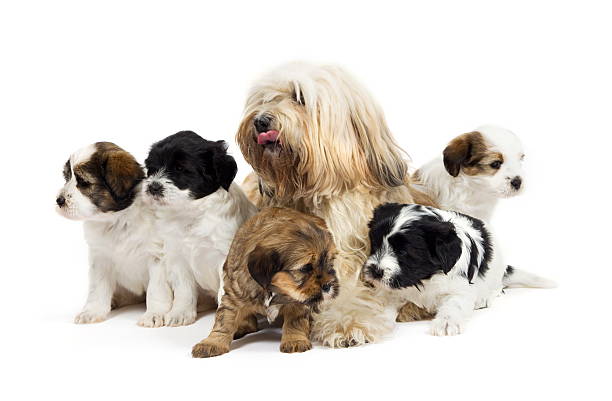 istock Mother Tibetan Terrier and her puppies 135136041