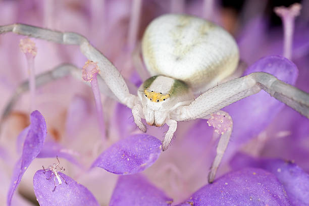 istock Goldenrod crab spider, Misumena Vatia hunting small bug 135136241