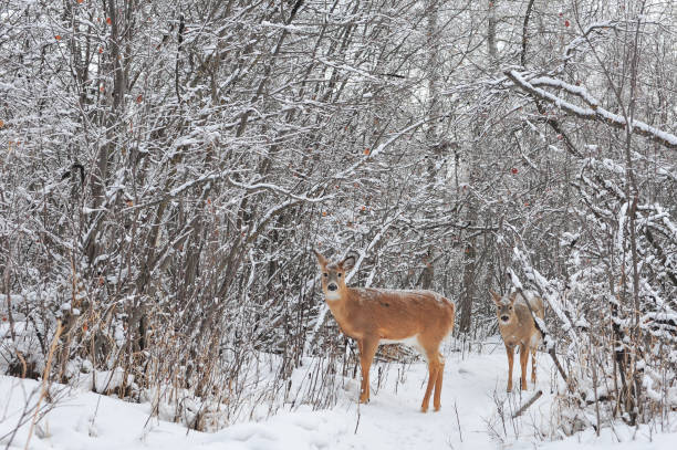 istock Walking the snowy woods 1351364257