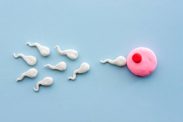 Sperms and woman ovum zygote. Conceiving a child concept stock photo
