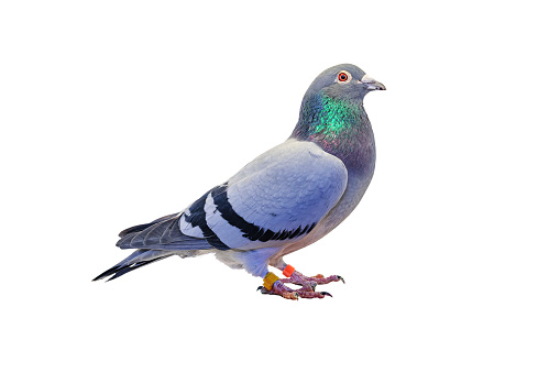 Side view of full body speed racing pigeon isolated on white background