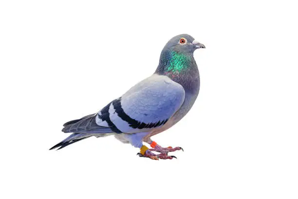 Photo of Full body of speed racing pigeon bird isolated white background