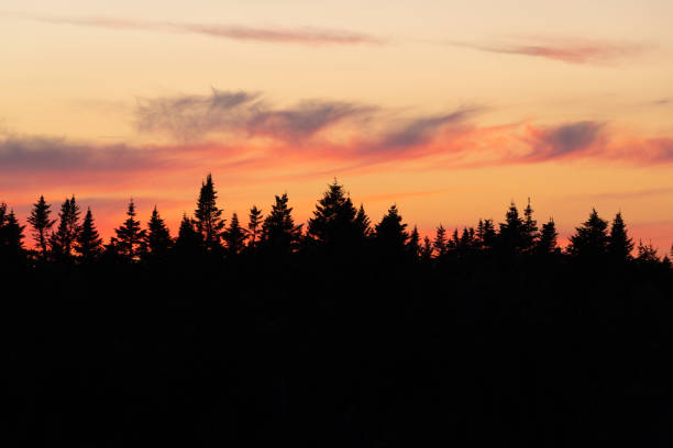 istock Sunset over Pine Forest in Maine in the Fall 1351366351