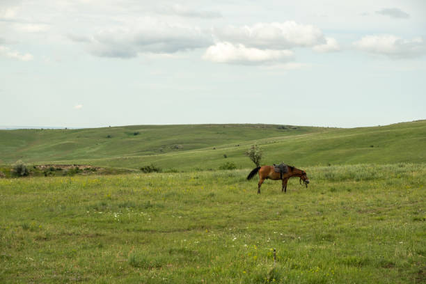 istock A brown horse is resting in a field. 1351367925