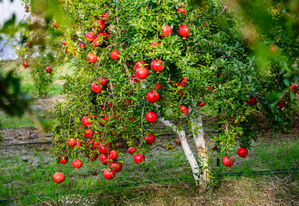 grenades mûres sur les arbres du jardin, avec espace de copie - grenadier arbre fruitier photos et images de collection