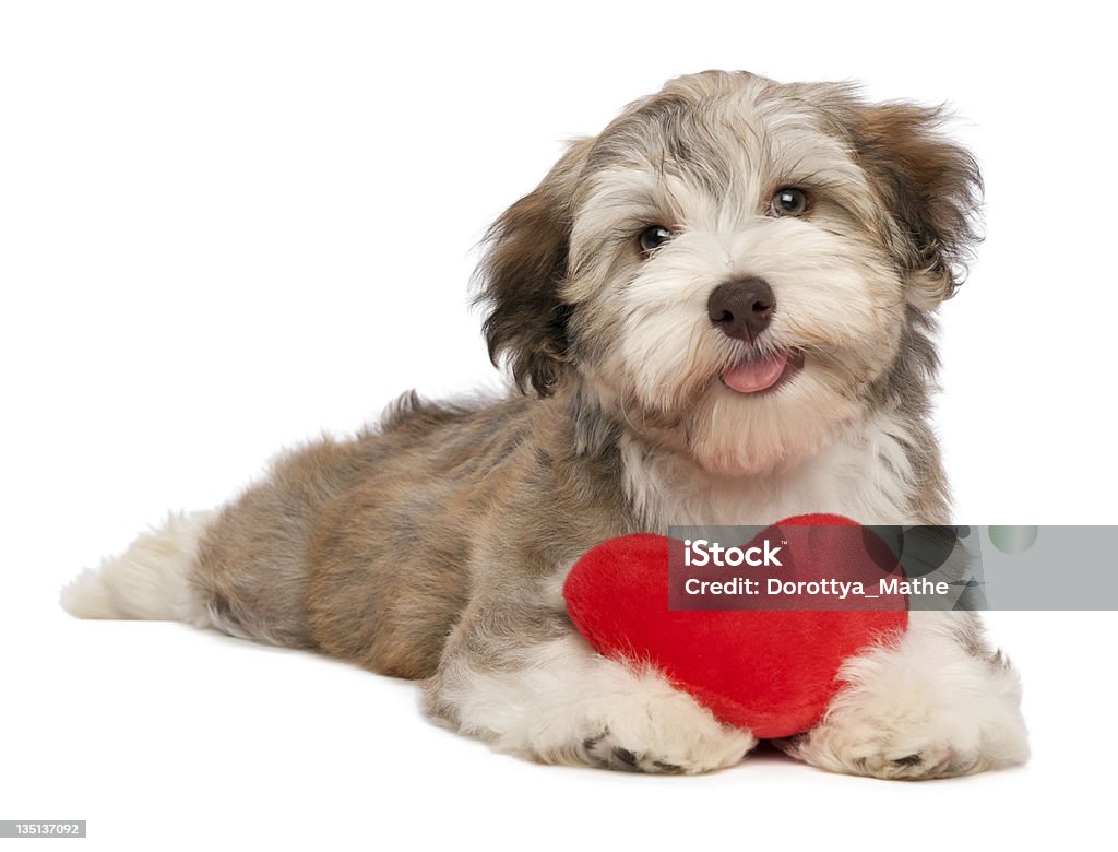 Lover Valentine chocolate Havanese puppy A lover chocolate valentine havanese puppy dog with a red heart isolated on a white background Dog Stock Photo