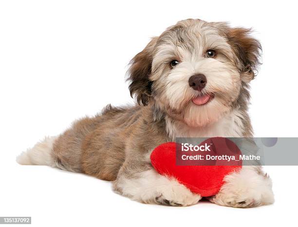 Lover Valentine Chocolate Havanese Puppy Stock Photo - Download Image Now - Dog, Heart Shape, Valentine's Day - Holiday