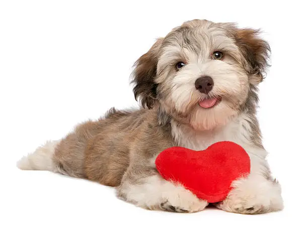 A lover chocolate valentine havanese puppy dog with a red heart isolated on a white background