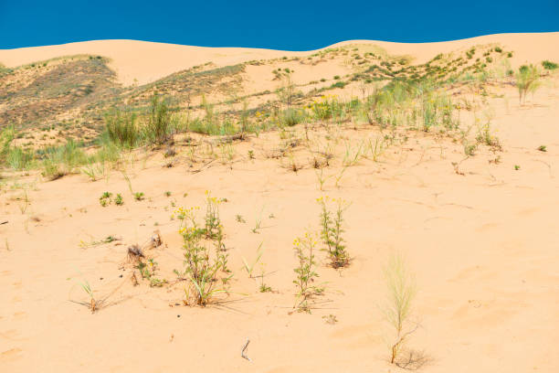 istock Sand dune dune Sarikum in Dagestan, Russia 1351371773