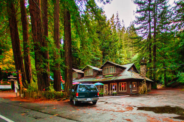 Guerneville, United States - November 12 2011 : a road for visitors surrounded by huge sequoia trees in the redwoods forest of Russian River with tourist store