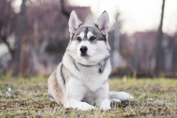 istock Siberian husky dog lying down 1351372211