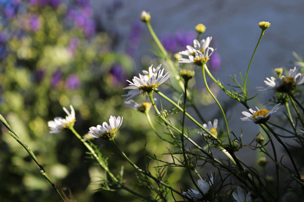 вид сбоку на цветущие растения ромашки без запаха - chamomile plant chamomile german chamomile annual стоковые фото и изображения