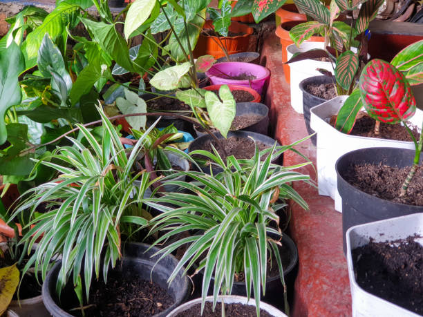 istock House plants for outdoor decoration 1351374256
