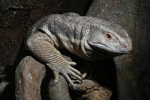 istock Savannah Monitor Lizard 135137483
