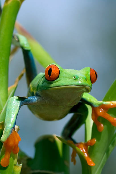 istock Red-Eyed Tree Frog in Rainforest 135137592