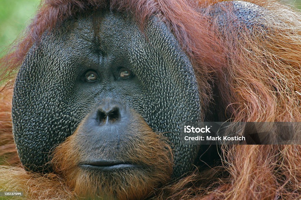 Orangután de borneo - Foto de stock de Orangután de Borneo libre de derechos