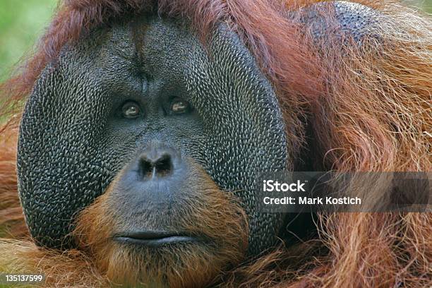 Bornean Orangutan Stock Photo - Download Image Now - Bornean Orangutan, Animal Hair, Ape