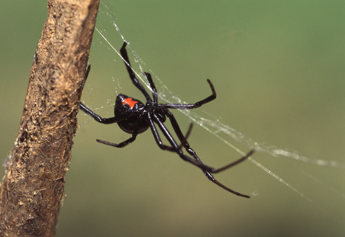 Black Widow Spider spinning her web.