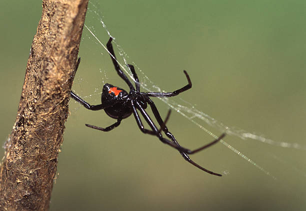 Black Widow Spider Black Widow Spider spinning her web. black widow spider photos stock pictures, royalty-free photos & images