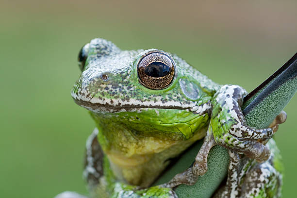 Barking Tree Frog Barking Tree Frog giant frog stock pictures, royalty-free photos & images