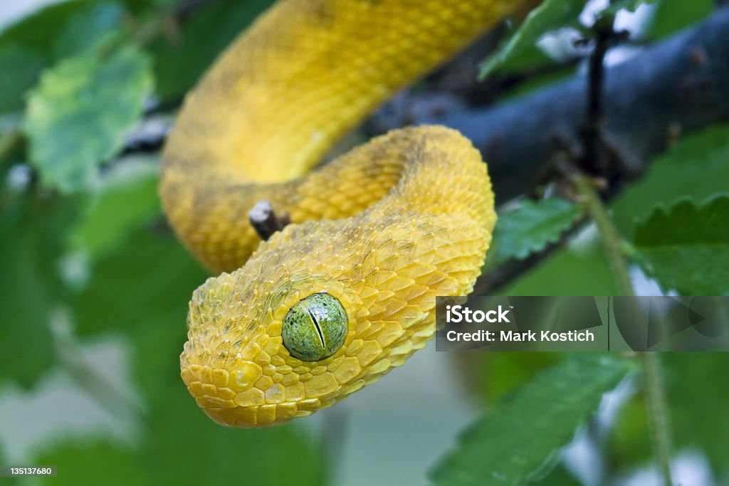 Afrikanischer Bush Viper absteigend von Tree - Lizenzfrei Afrika Stock-Foto