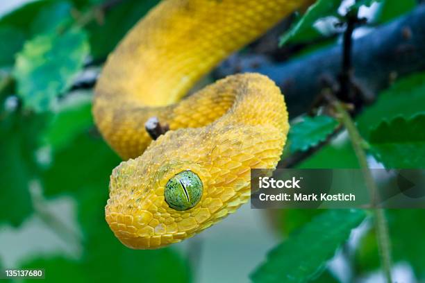 Afrikanischer Bush Viper Absteigend Von Tree Stockfoto und mehr Bilder von Afrika - Afrika, Baum, Baumbewohnendes Tier