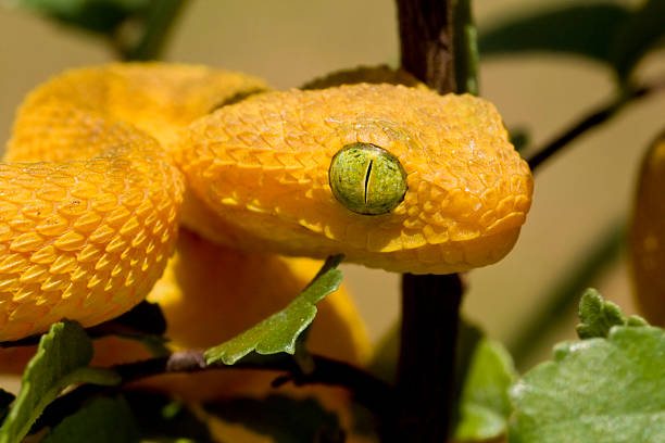 istock Baby Green Bush Viper in Tree 135137742
