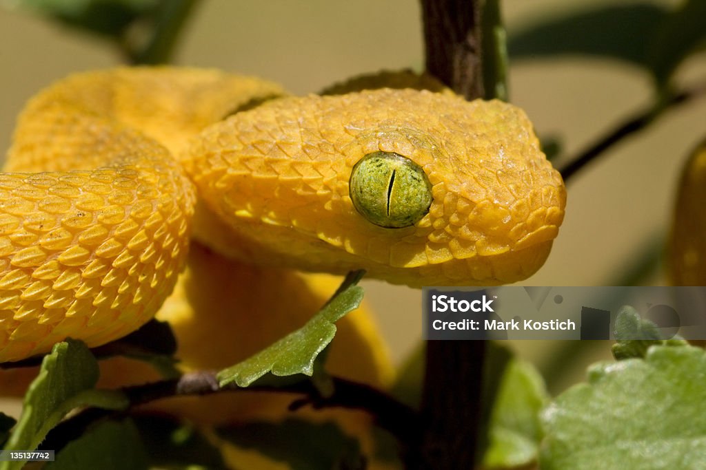 Bebê Atheris Chloroechis na árvore - Foto de stock de Amarelo royalty-free